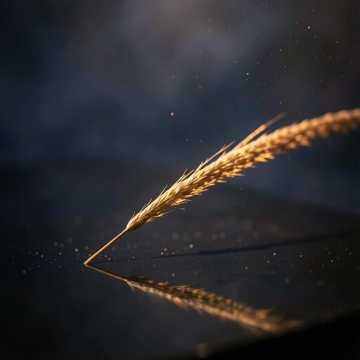 Moonlit Reed Waltz 1